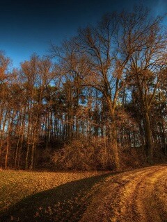 Дорога в лес обои