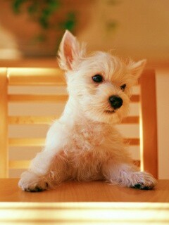 Щенок на стуле обои