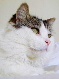 Белый кот с серой макушкой обои