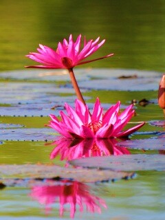 Цветущие кувшинки обои