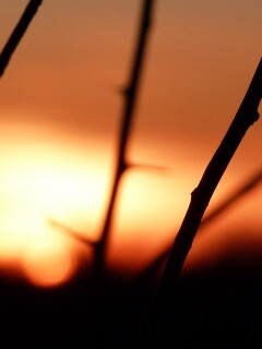 Закат солнца в поле обои