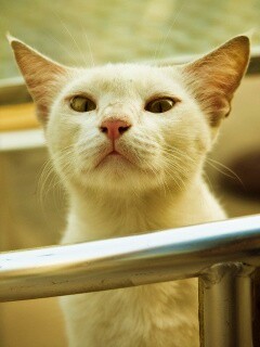 Настороженно принюхивающийся кот обои