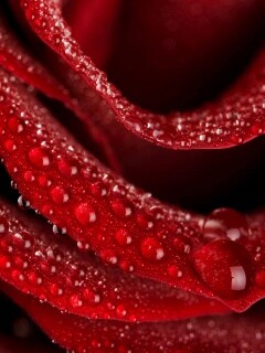 Роза в каплях обои