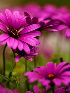 Яркие фиолетовые цветы обои