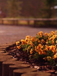 Красивая цветочная клумба обои