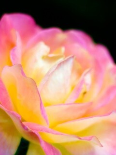 Картинка с нежным розовым цветком обои