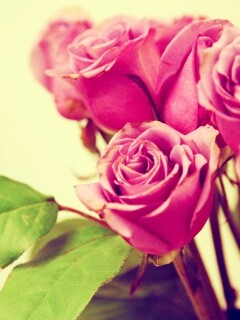 Букет розовых роз обои