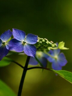 Нежно-синие цветы обои