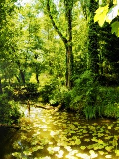 Пруд в лесу обои