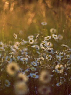Поле ромашек обои