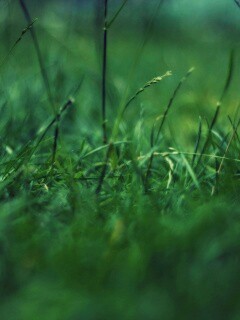 Трава в макро режиме обои