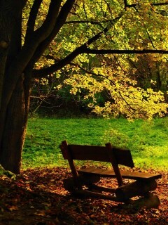 Скамейка под деревом обои