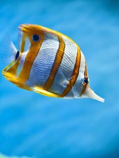 Тропическая рыбка обои