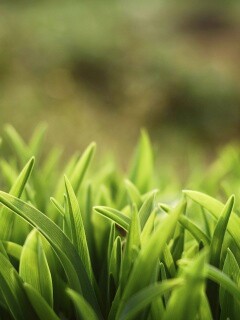 Сочная нежная трава обои