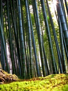 Заросли бамбука обои