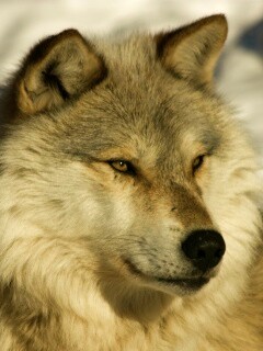 Лайка на снегу обои