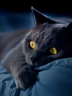 Персидский кот на кровати обои