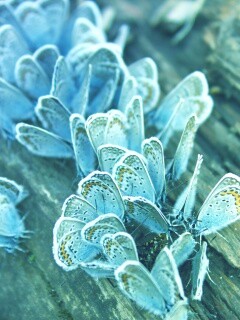 Голубые бабочки обои