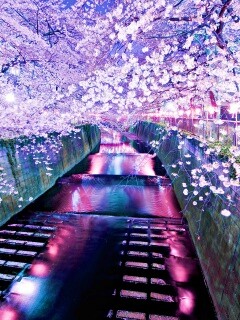 Река и цветение сакуры обои