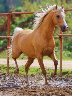 Молодая лошадь в загоне обои
