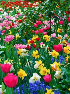 Поляна со множеством цветов обои