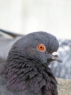 Смотрит в самую душу обои