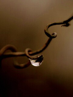 Одинокая капля обои