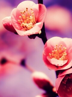 Великолепный цветок обои