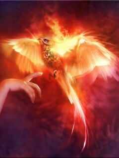 Феникс обои