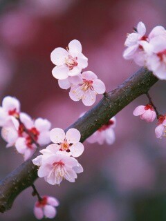 Ветка сакуры обои