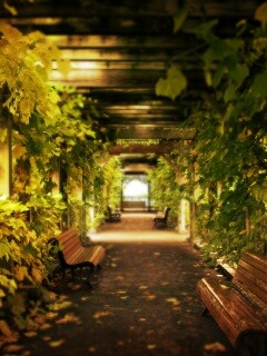 Узкая аллейка обои