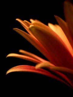 Гербера обои