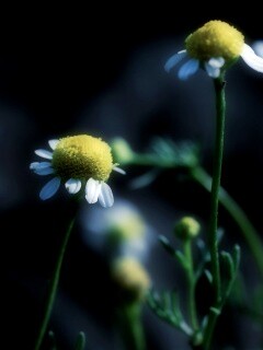 Стремный лепестун обои