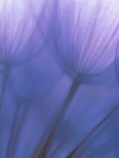 Рисунок одуванчика обои