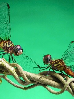 Две стрекозы обои