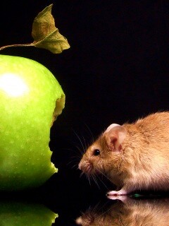 Мышь надкусила яблоко обои