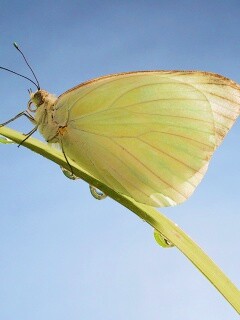 Жёлтая бабочка на стебельке обои