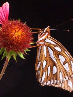 Бабочка на цветке обои