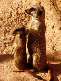 Сурикаты на страже отчизны обои