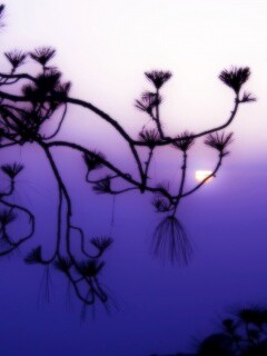 Ленкоранская акация на фоне синего заката обои