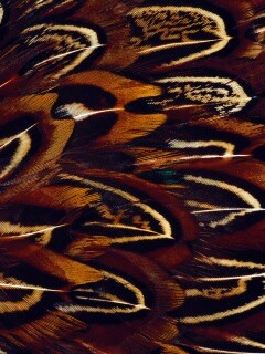 Красивые перья обои