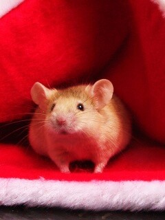 Толстый новогодний мышонок обои