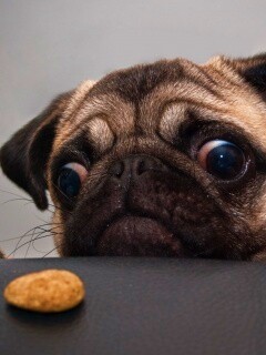 Собака нашла печеньку обои