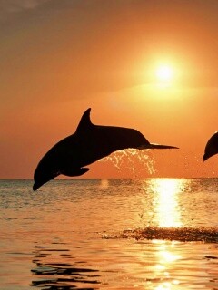 Дельфины выпрыгивают из воды обои