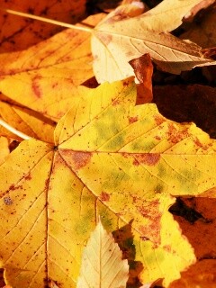 Осенние листья обои