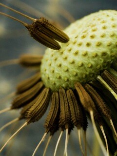 Лысеющий одуванчик обои