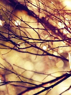 Мокрые ветви дерева обои