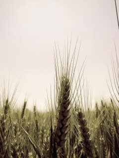 Колосья в поле обои