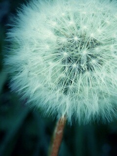 Одуванчик обои