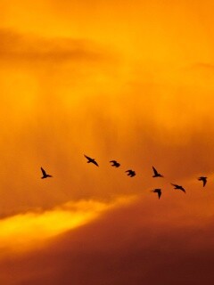 Птицы летят в закатном небе обои